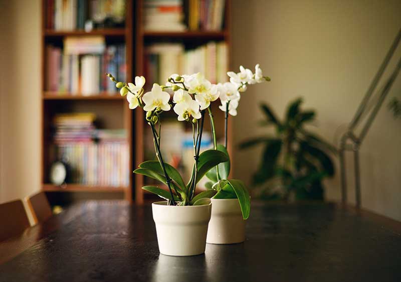 Discover the Beauty of Indoor Flowering Plants