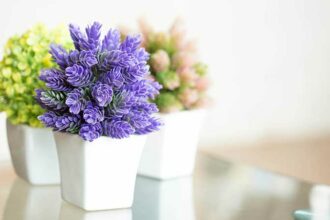 Discover the Beauty of Indoor Flowering Plants