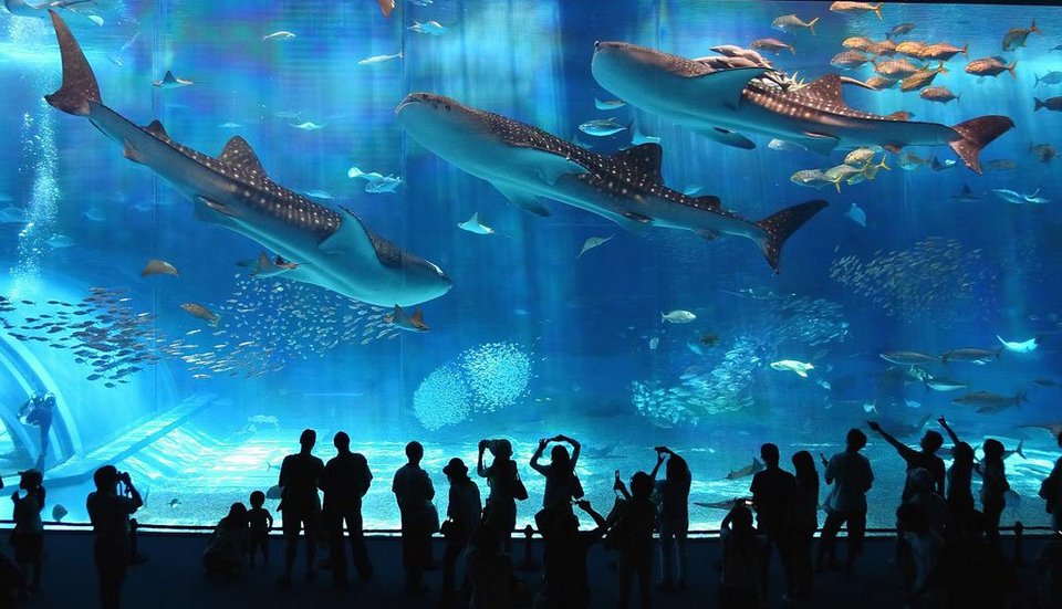 Explore Osaka Aquarium Kaiyukan